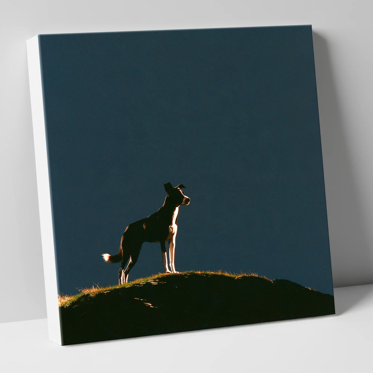 Silhouetted Dog on a Fell Top gifts for dog walkers canvas wall art