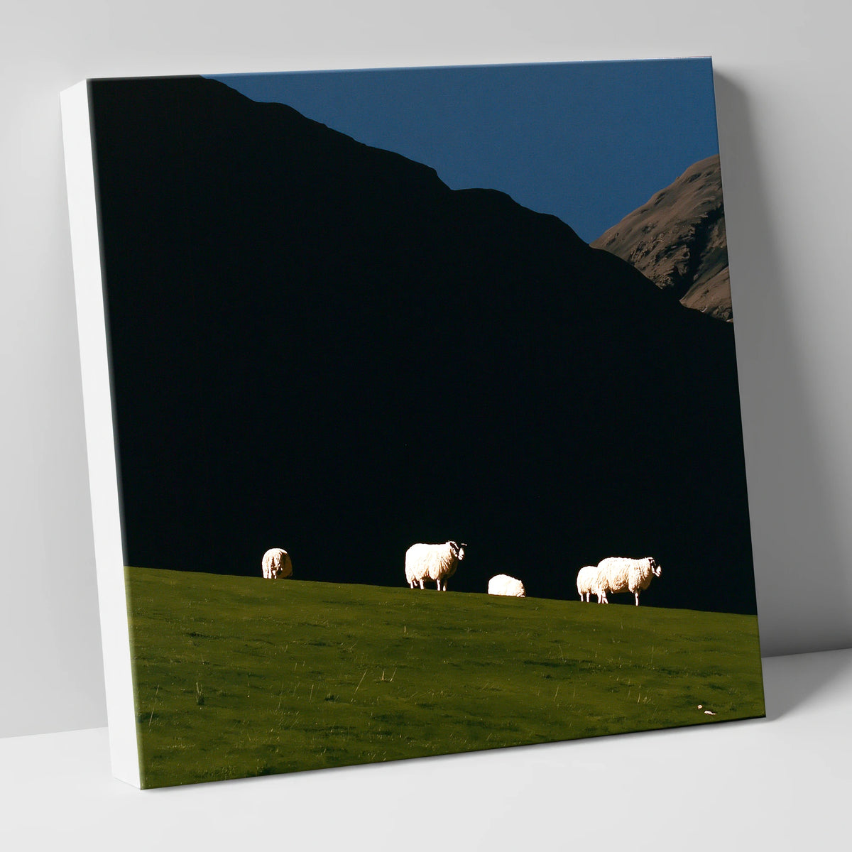 Sunlit Herdwicks on Dark Fellside lake district wildlife canvas wall art
