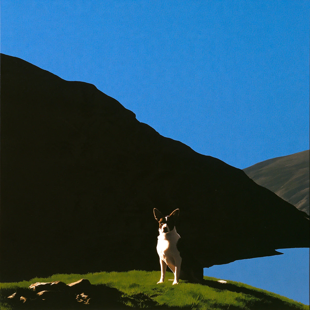 Gifts for Dog Walkers