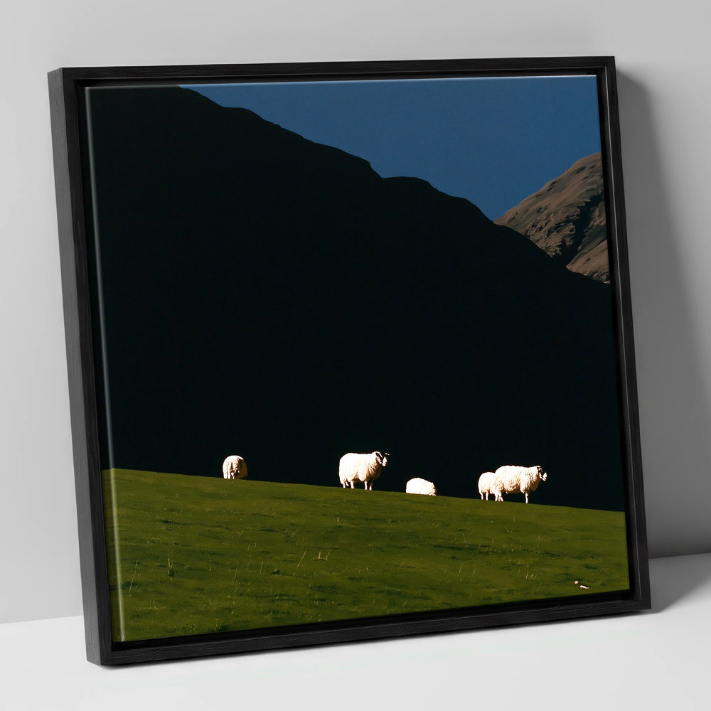 Sunlit Herdwicks on Dark Fellside lake district wildlife canvas wall art in black frame