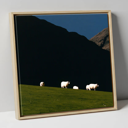 Sunlit Herdwicks on Dark Fellside lake district wildlife canvas wall art in natural frame