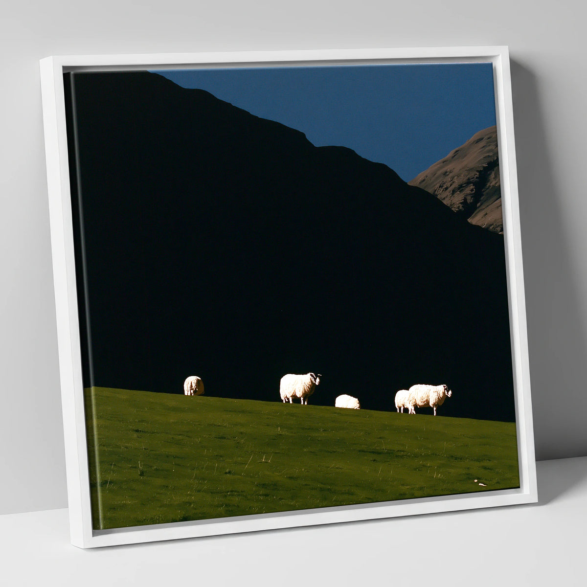 Sunlit Herdwicks on Dark Fellside lake district wildlife canvas wall art in white frame