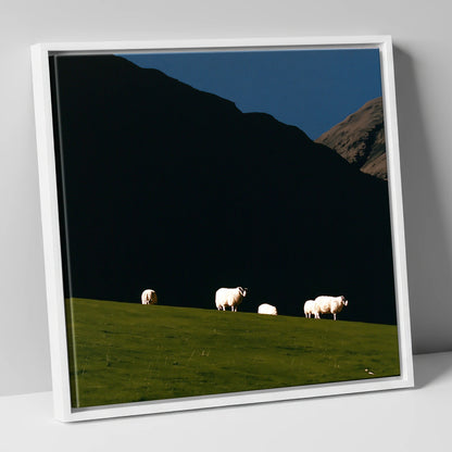 Sunlit Herdwicks on Dark Fellside lake district wildlife canvas wall art in white frame