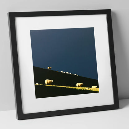 Herdwicks on a Silhouetted Fellside lake district wildlife art print in black frame