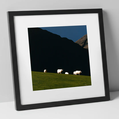 Sunlit Herdwicks on Dark Fellside lake district wildlife art print in black frame