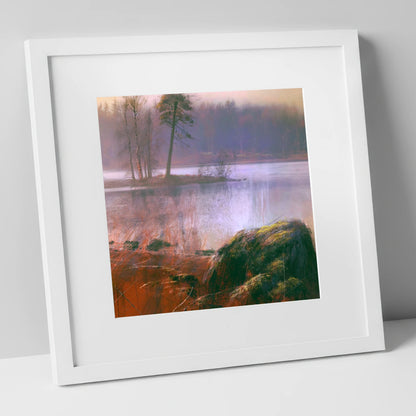 Tarn Hows Island Pine lake district lake art print in white frame