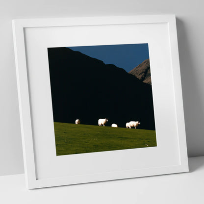 Sunlit Herdwicks on Dark Fellside lake district wildlife art print in white frame