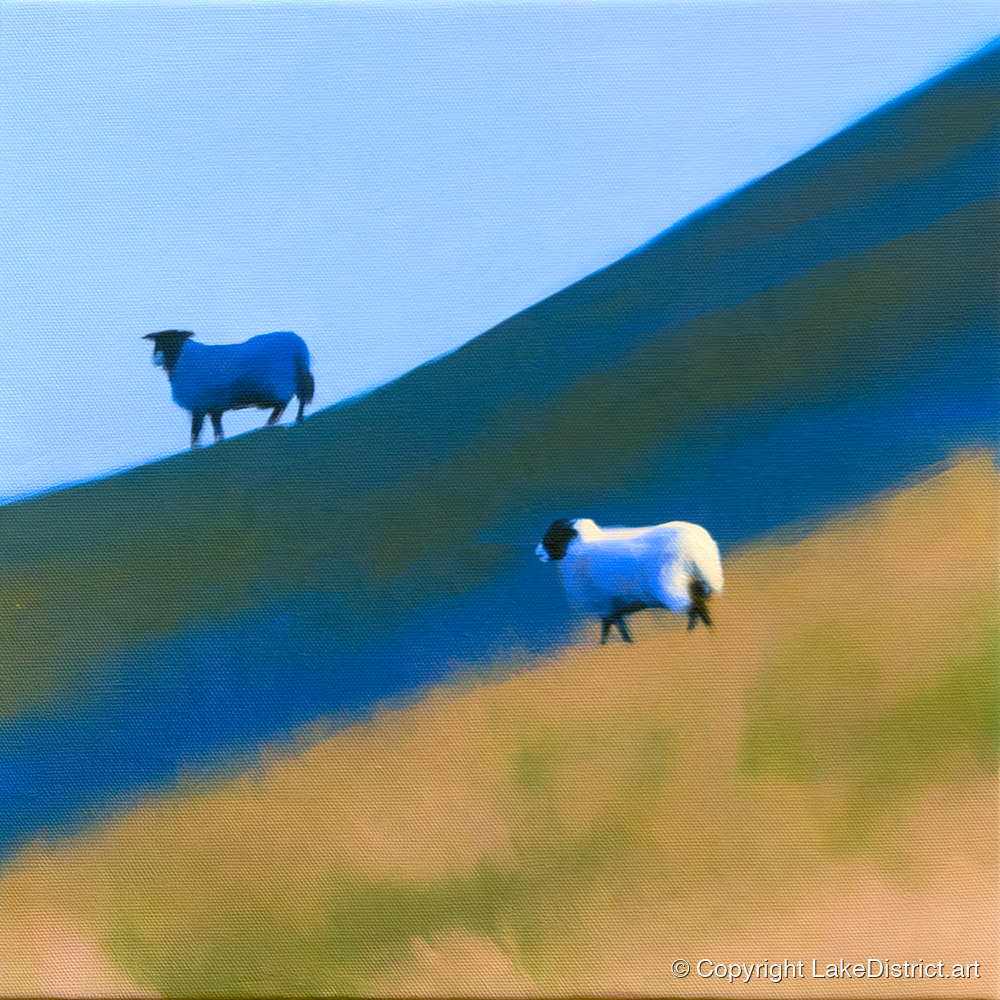 Herdwick Sheep on Blue Fellside - lake district wildlife art print and canvas by Rowan Fletcher A.I