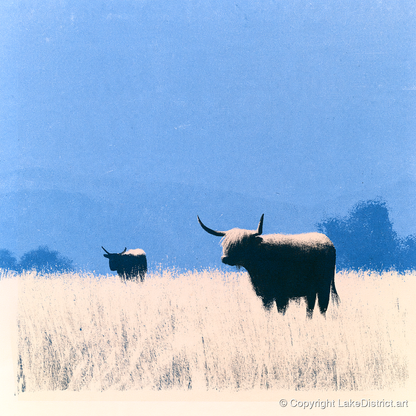 Highland Cattle Beneath Blue Skies - lake district wildlife art print and canvas by Jasper Flint A.I