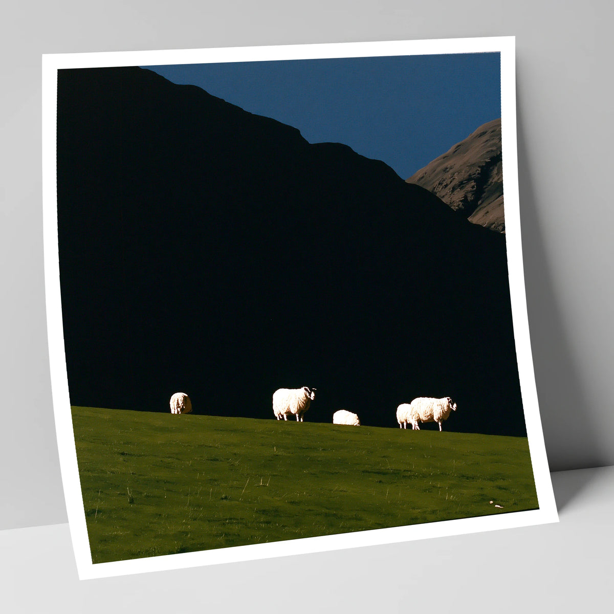 Sunlit Herdwicks on Dark Fellside lake district wildlife art print