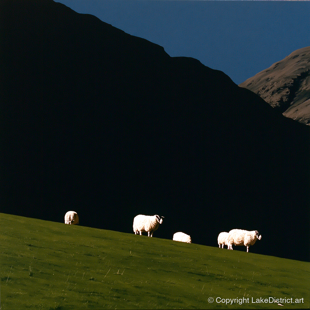 Sunlit Herdwicks on Dark Fellside - lake district wildlife art print and canvas by Adelaide Calloway A.I